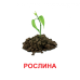 Картки міні. Рослини (110х110 мм) Зірка 145596 (2000001455968) (478518) Ран.478518