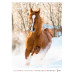 Календар настінний А3 2026, Horses